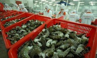 Exportation des crevettes : forte croissance au premier semestre