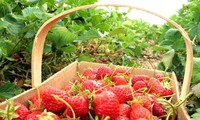 Jardin de fraises à Dalat