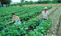 Phuoc Long : un avenir plein de promesses 