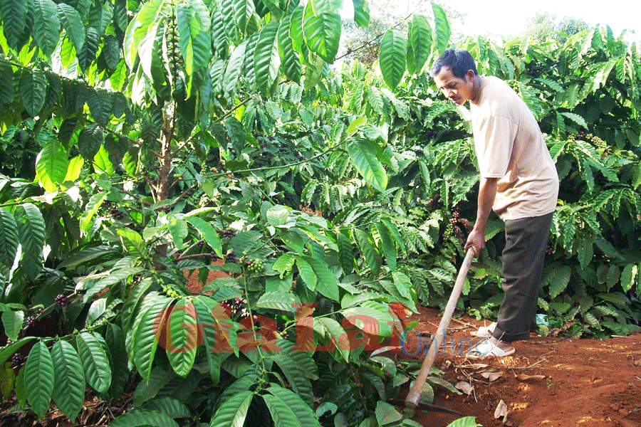 Cưm’gar: quand «caféiculture» rime avec «progrès»