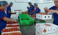 Vietnam: 120 millions de dollars par mois pour les exportations de fruits et de légumes