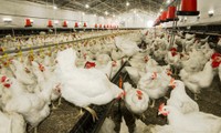 Aucun cas de H5N8 au Vietnam