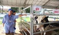 Cu Chi : après les tunnels, les vaches laitières