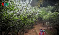 Plateau de Moc Chau - paradis de fleurs