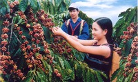 Buon Ma Thuot, la capitale du café