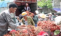 Première exportation de litchis vietnamiens en France