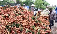 Premières exportations de litchis vietnamiens vers le Canada