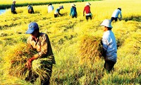 Le 14 novembre décrété journée de l’agriculture et du développement rural 