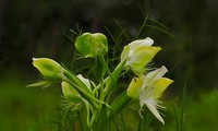 Les curiosités botaniques du parc national de Lò Gò - Xa Mát 