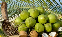 Les fameux cocotiers de Ben Tre