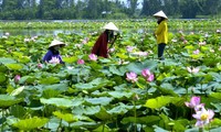 Rendez-vous au pays du lotus