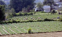 Directive du Premier ministre sur l’accélération du projet de restructuration agricole