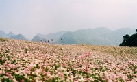 Hà Giang, la prairie en fleurs de sarrasin