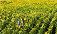 Les tournesols à Dalat