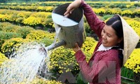 Le village horticole de Sa Dec attire les touristes à l’approche du Têt