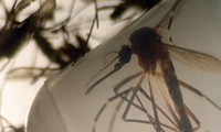 Zika : Premiers cas en République Tchèque et au Japon