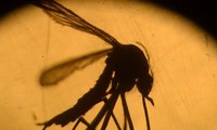 Le virus Zika provoque bien des syndromes de Guillain-Barré