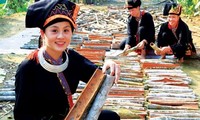 Le cannelier, « l’arbre de vie » des Dao de Yên Bai