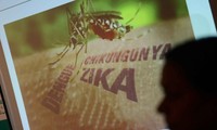 Un premier cas de Zika est détecté à Cuba