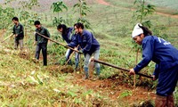 Yên Bái mise sur la sylviculture