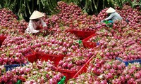 L’Australie pourrait importer des fruits du dragon vietnamiens