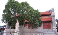 Cuong Xa - la pagode millénaire à Hai Duong