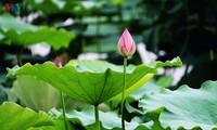 Hanoi aux couleurs de l’été