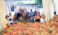 Plus d’une tonne de litchis  exportée aux Etats-Unis