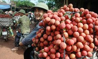 Plus de 10 tonnes de litchis vietnamiens exportés en Australie