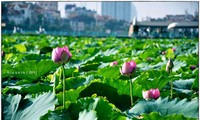 Vũ Hoa Thảo, et le lotus de Quảng An