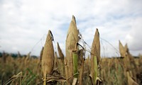 Séminaire franco-vietnamien sur le changement climatique et l’agriculture