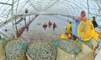 Une pénéiculture à réinventer