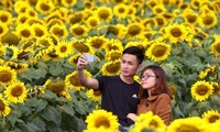 Fête du tournesol et soirée des couleurs printanières de l’Ouest à Nghê An