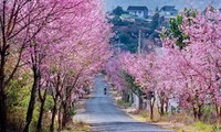 Dalat parmi les meilleures destinations florales du monde  