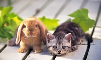 Pourquoi c’est l’année du Chat au Vietnam et ailleurs, l’année du Lapin?