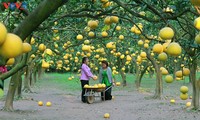 Les jardins de pamplemousses, un havre photographique prisé lors du Têt