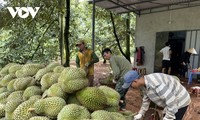 Les exportations de durian du Vietnam durant le premier semestre