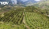 Khanh Hoa mise sur l’agriculture biologique pour un avenir durable