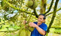 Hâu Giang: l'incroyable réussite d’un paysan grâce au durian