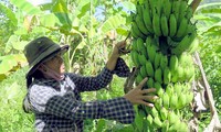 La banane vietnamienne: d’une culture traditionnelle à une filière d’exportation stratégique
