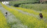 Les couleurs florales annoncent l’hiver sur le plateau de Môc Châu