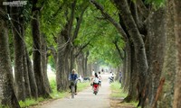 Idyllic images of rice harvesting season in Hanoi