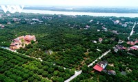 Lychee harvest in Thanh Ha 