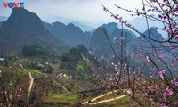 Ha Giang blooms in spring