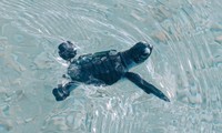 Con Dao National Park limits tourist number for sea turtle watching 