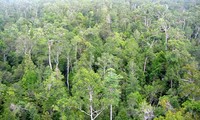 Sidang Badan Pengarahan Negara tentang rencana perlindungan dan pengembangan hutan tahap 2011-2020.