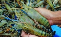 Udang  eks Vietnam  ke Amerika Serikat diakui tidak melakukan dumping