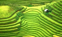 Budaya cocok tanam sawah terasering di daerah pegunungan Vietnam Utara