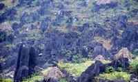 Daerah ketinggian batu Dong Van  menyerap kedatangan wisatawan domestik dan wisatawan mancanegara