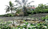 Pola pertanian tiga terpadu satu membantu kaum tani kabupaten Yen Khanh, provinsi Ninh Binh lepas dari kemiskinan